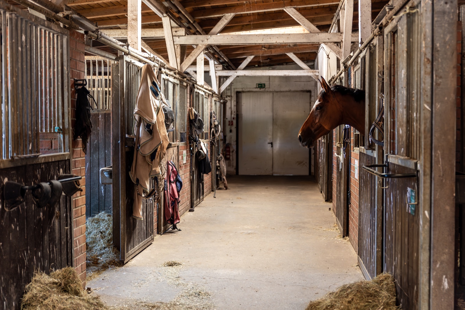 Pferd blickt aus seiner Box in eine Stallgasse